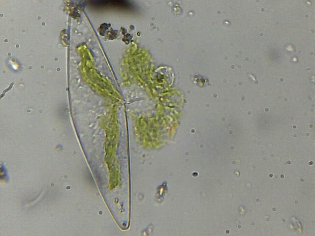 CSI scena del crimine - Closterium Spappolato Interamente